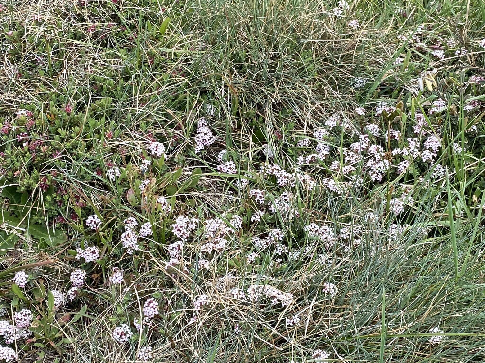 صورة Pimelea alpina F. Müll. ex Meissn.