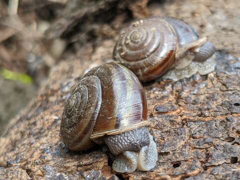 Image of <i>Helminthoglypta umbilicata</i>