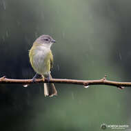 Image of Gray-capped Tyrannulet