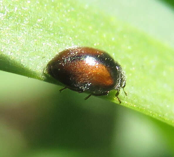 Image of Lady beetle