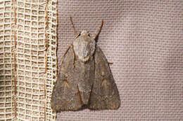 Image of Triton Dagger Moth