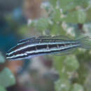 Image of Sulu fangblenny