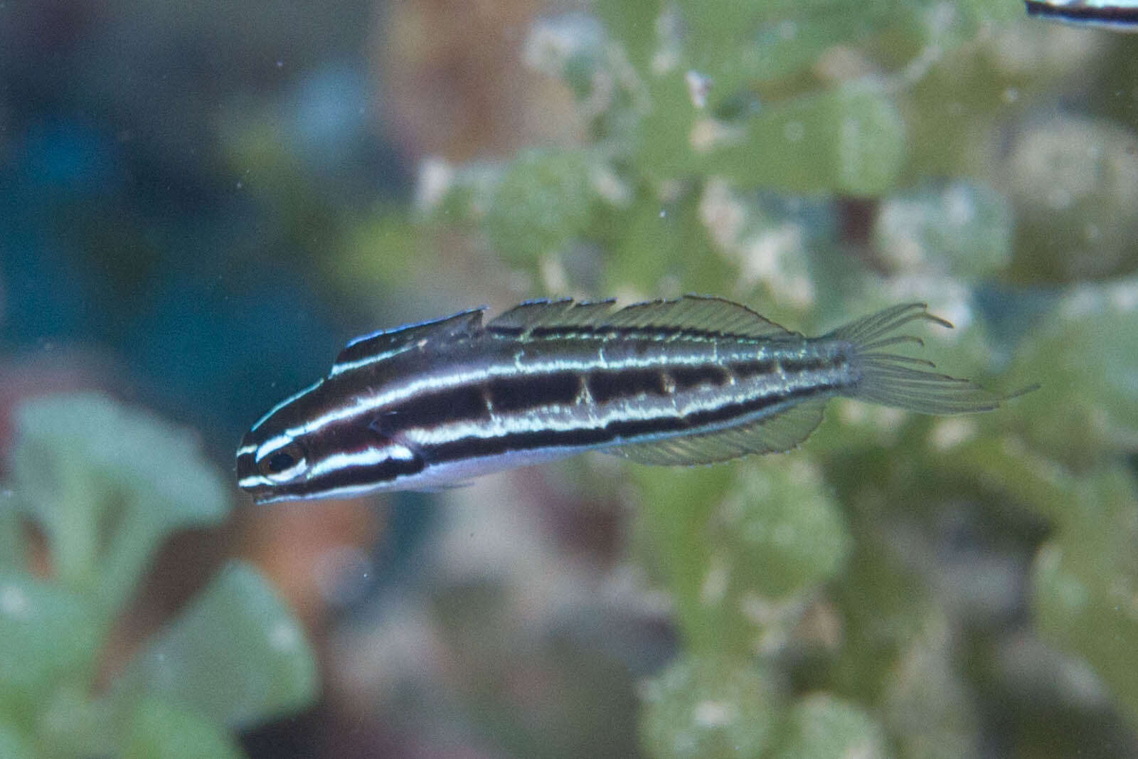 Image of Sulu fangblenny