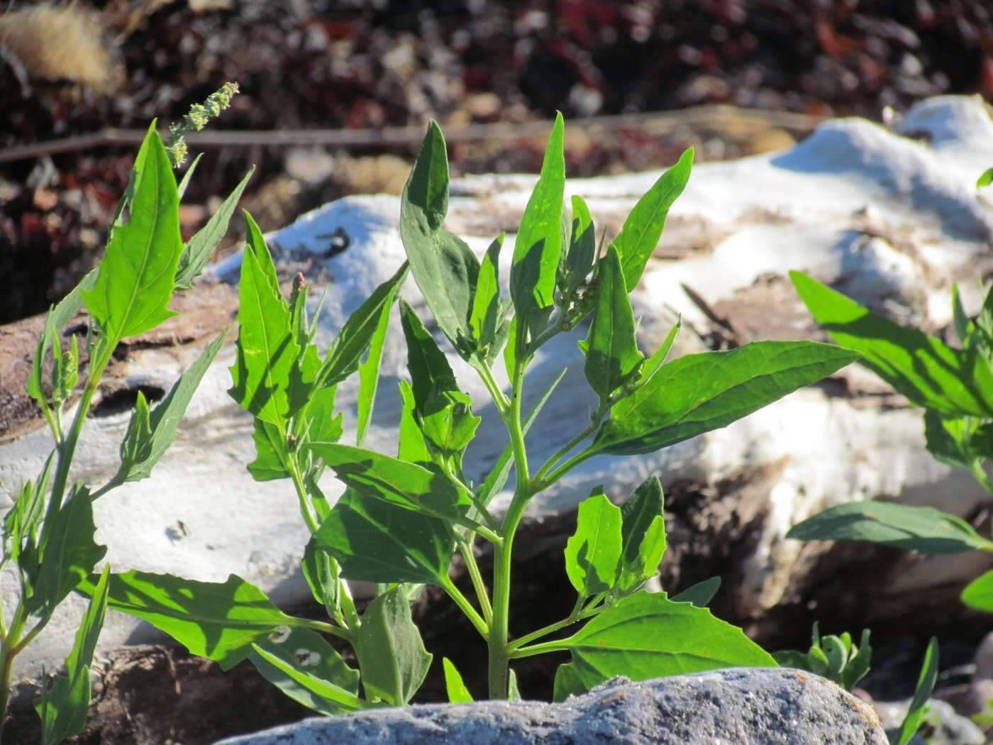 Atriplex nudicaulis Boguslaw的圖片