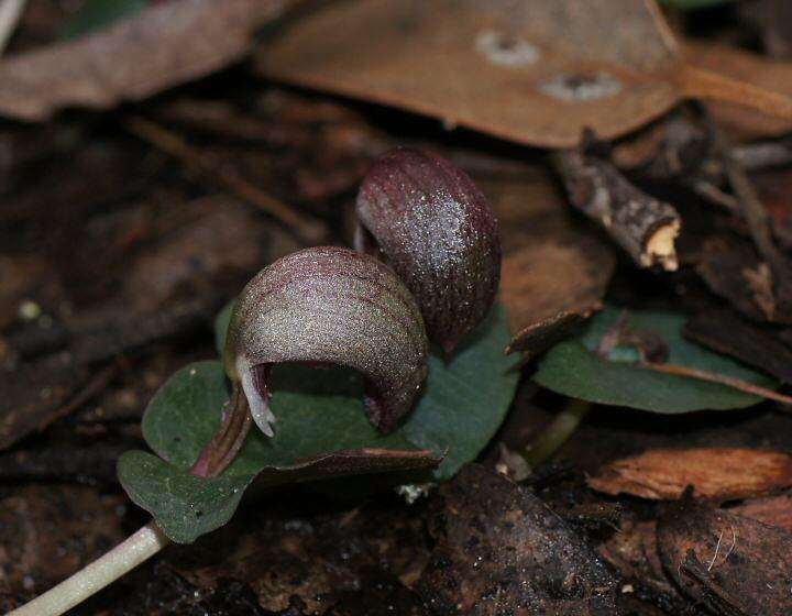 Image de Corybas aconitiflorus Salisb.