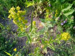 Image of leafy spurge