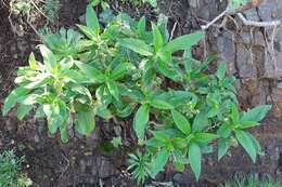 Image of Echium strictum L. fil.