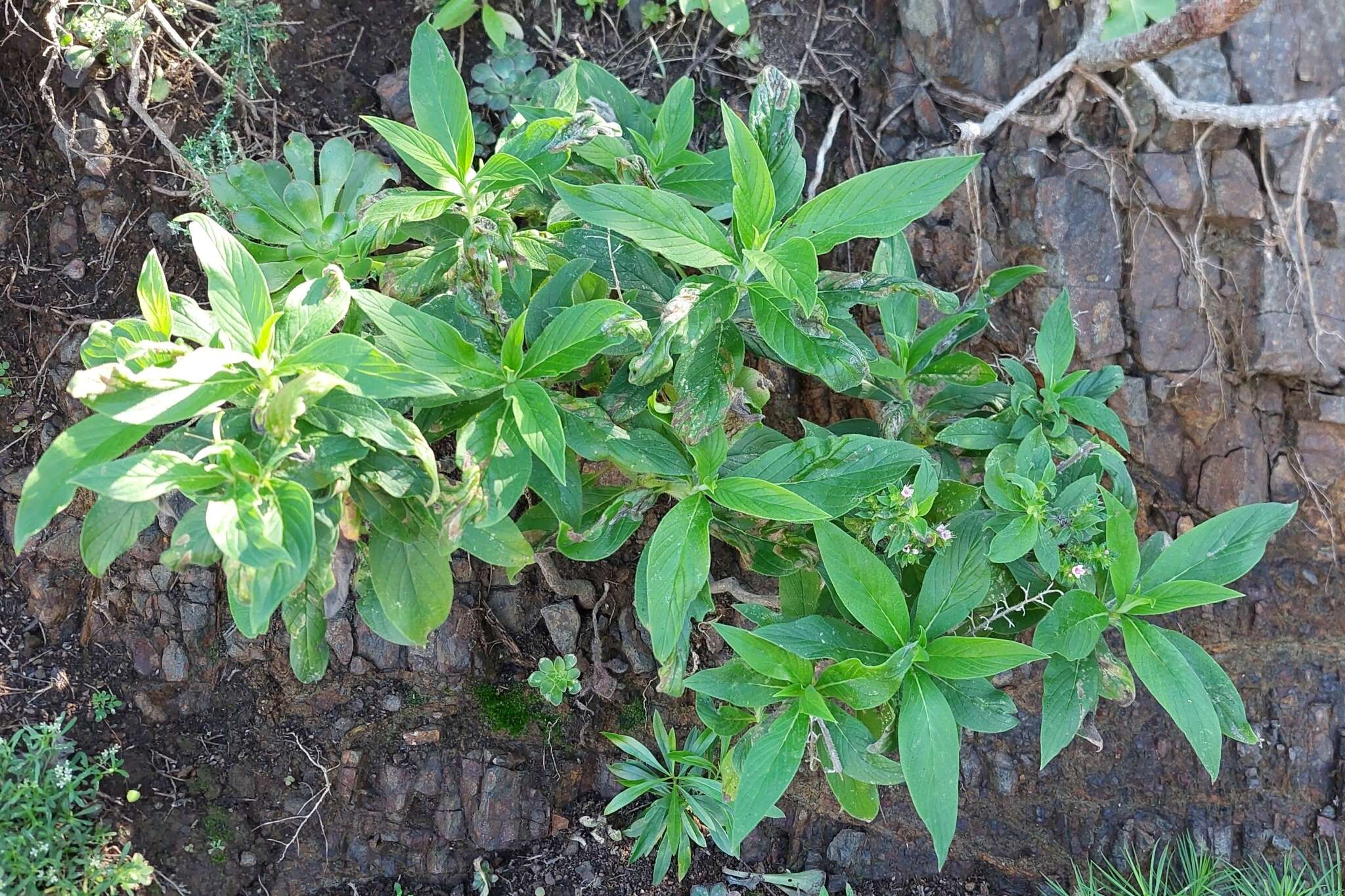 Echium strictum L. fil. resmi