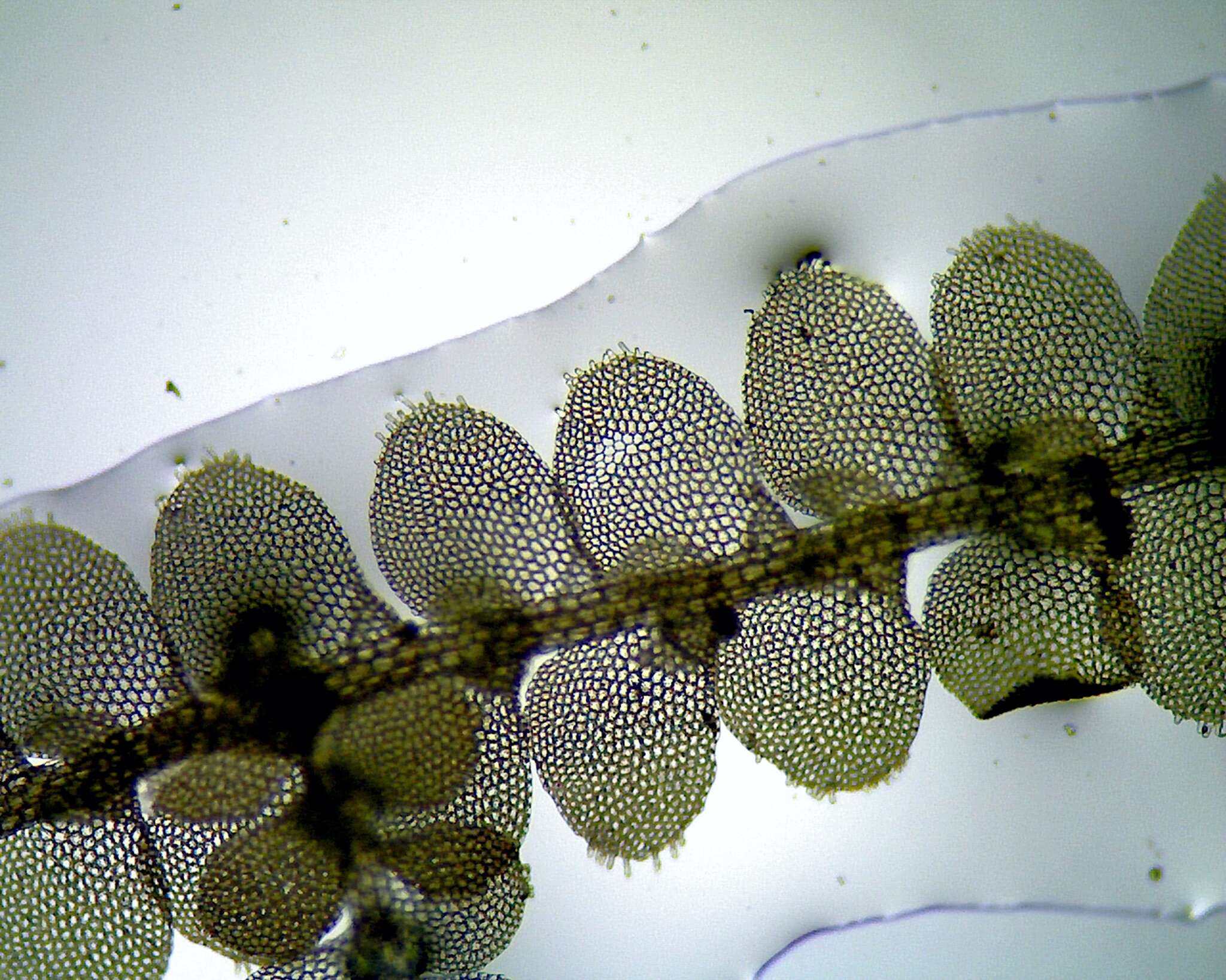 Image of Lejeunea patriciae (Tixier) Schäf.-Verw.
