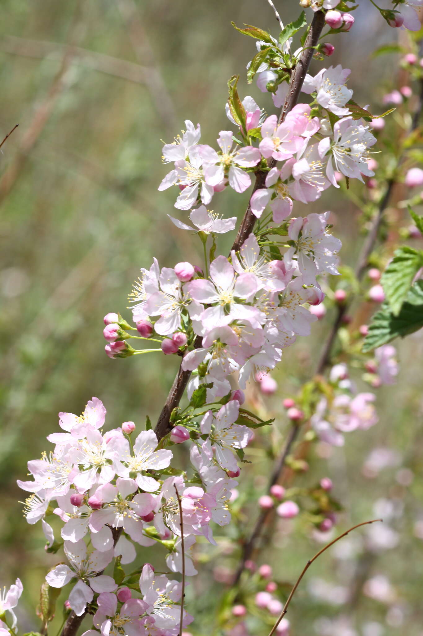 Imagem de Prunus glandulosa C. P. Thunb. ex A. Murray