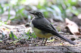 Image of Madagascan Wagtail