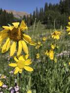 Imagem de Helianthella quinquenervis (Hook.) A. Gray