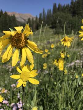 Image of Aspen Sunflower