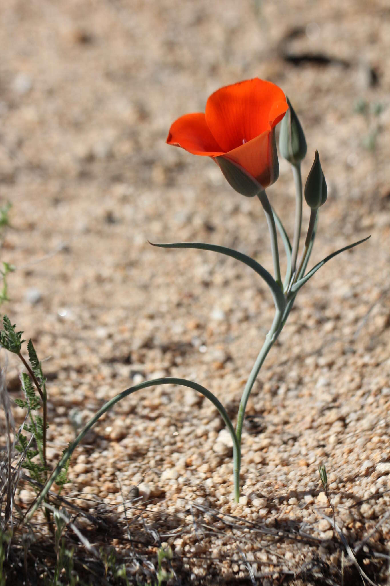 Imagem de Calochortus kennedyi Porter