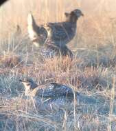 Image of Sharp-tailed Grouse