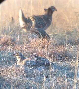 Image of Sharp-tailed Grouse