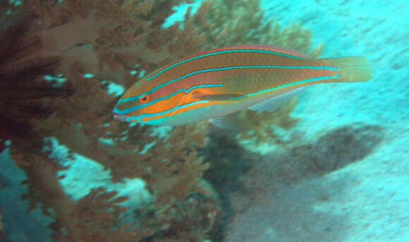 Image of Blue-ribbon wrasse