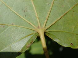 Image of Acer pictum C. P. Thunberg ex A. Murray