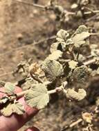 Image of slender bushmallow