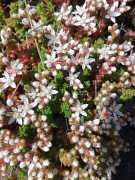 Image of Sedum anglicum Hudson