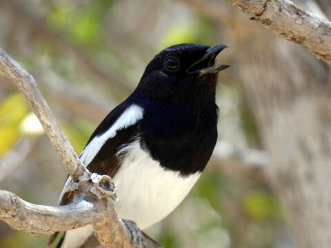 Image of Madagascan Magpie-Robin