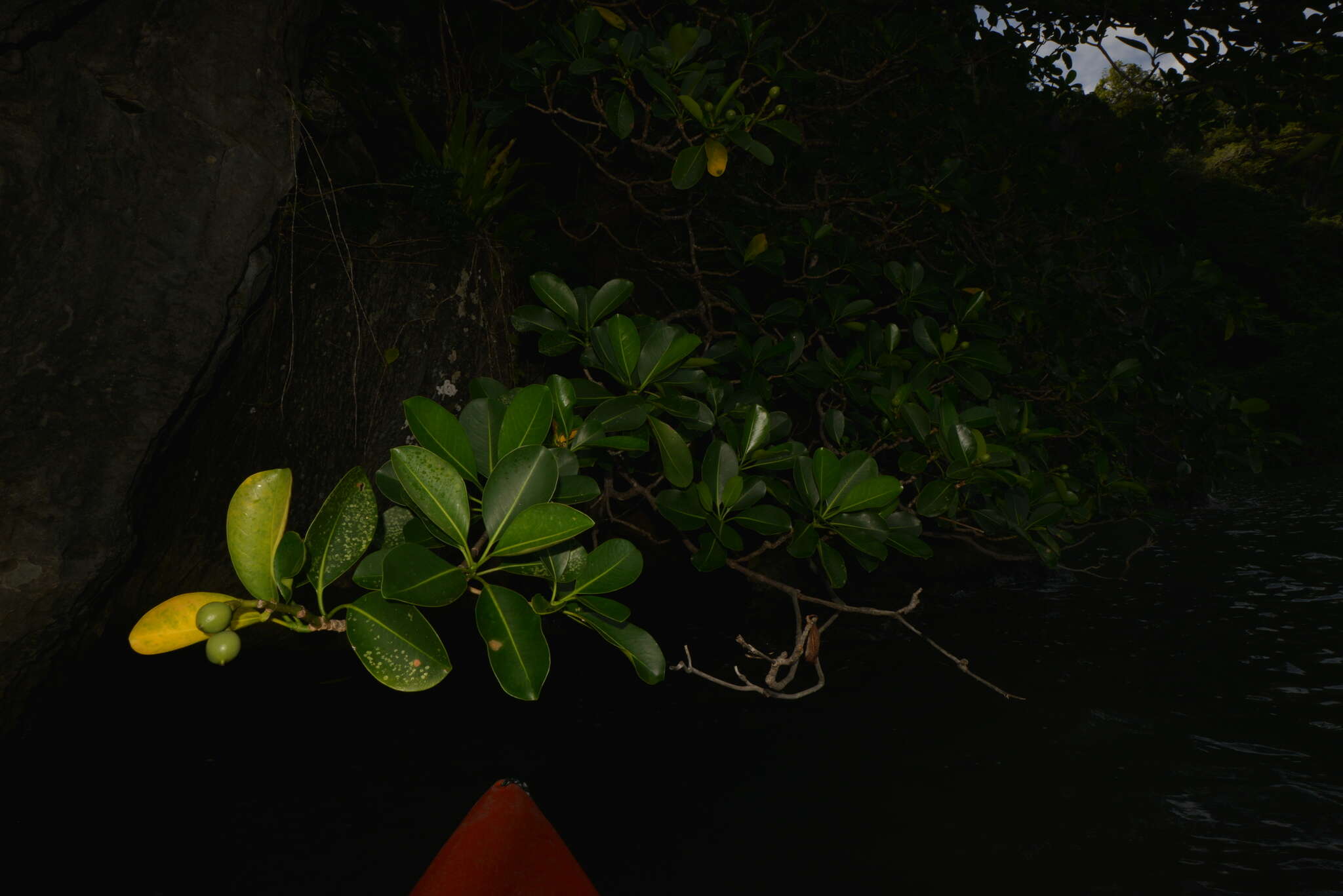 Image of Fagraea berteroana A. Gray ex Benth.