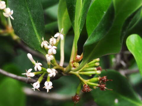 Image de Scyphiphora hydrophylacea C. F. Gaertn.