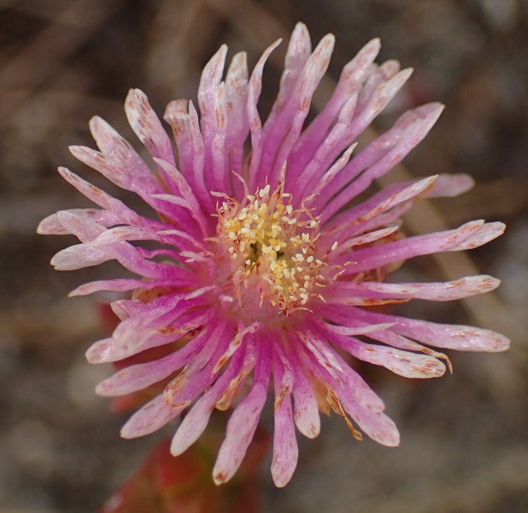 Imagem de Ruschia virgata (Haw.) L. Bol.