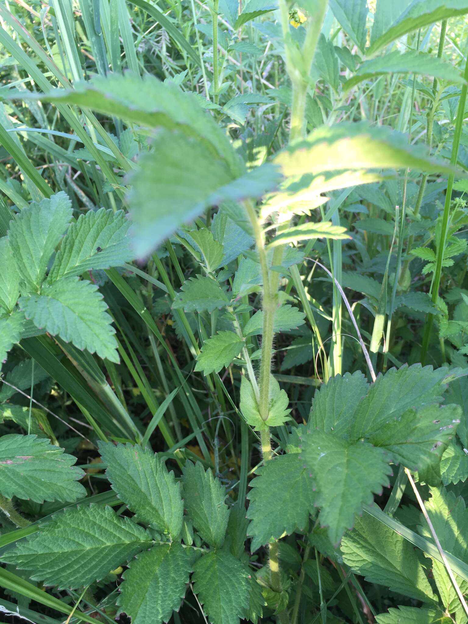 Image of roadside agrimony