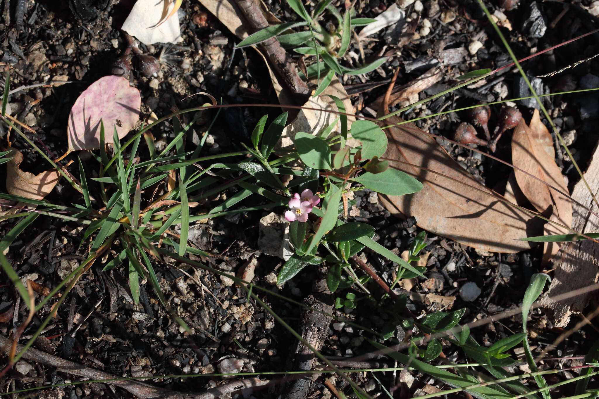 Image de Cyanothamnus polygalifolius