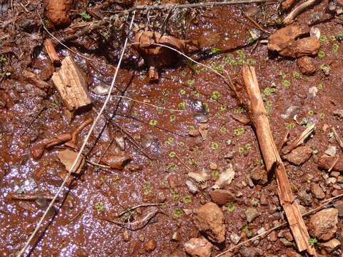 Image of Riccia cavernosa Hoffm.