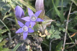 Imagem de Gentianella germanica (Willd.) E. F. Warburg