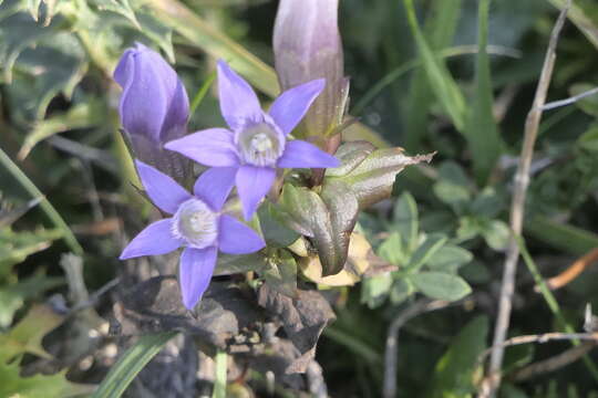 Image de gentianelle dallemagne