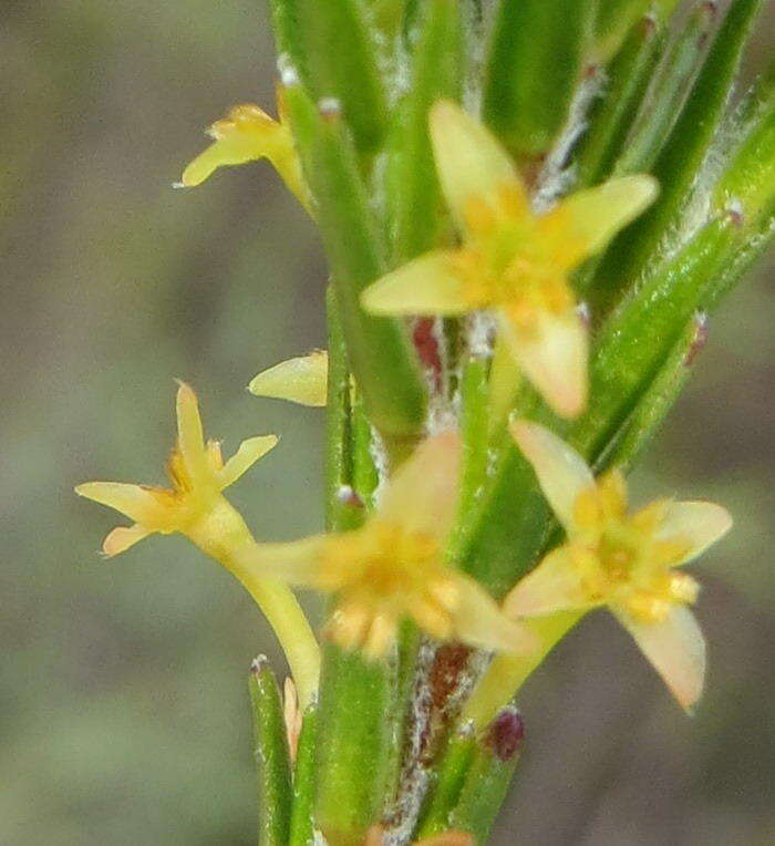 Image of Struthiola parviflora Bartl. ex Meissn.