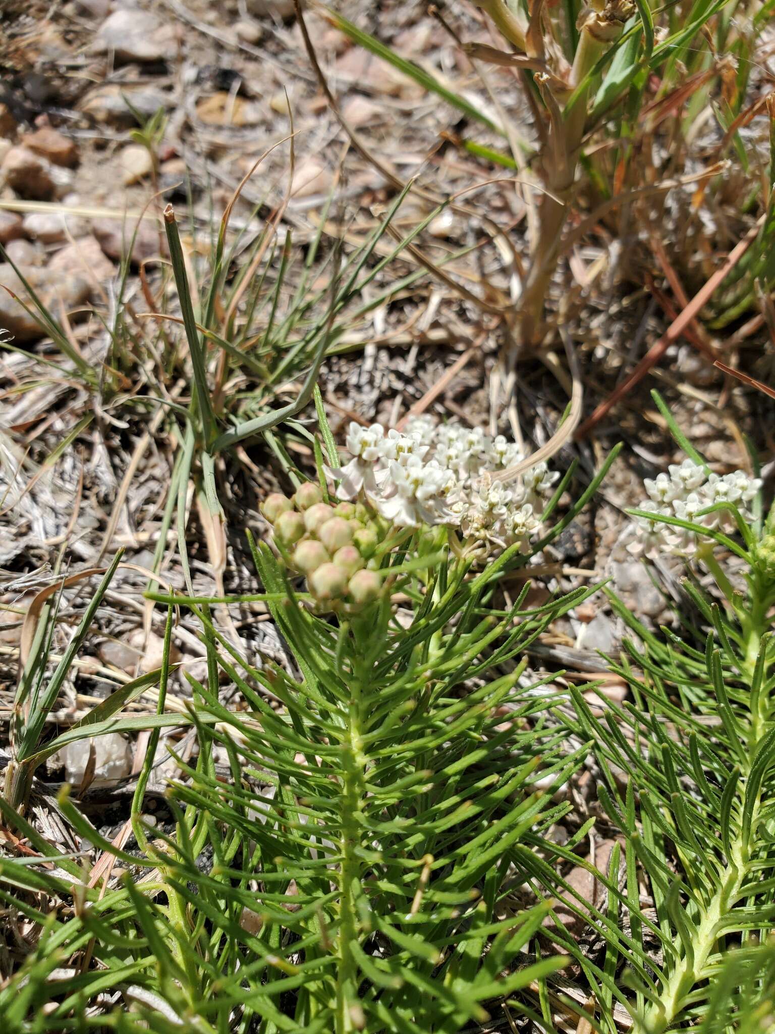 Image of Low Milkweed