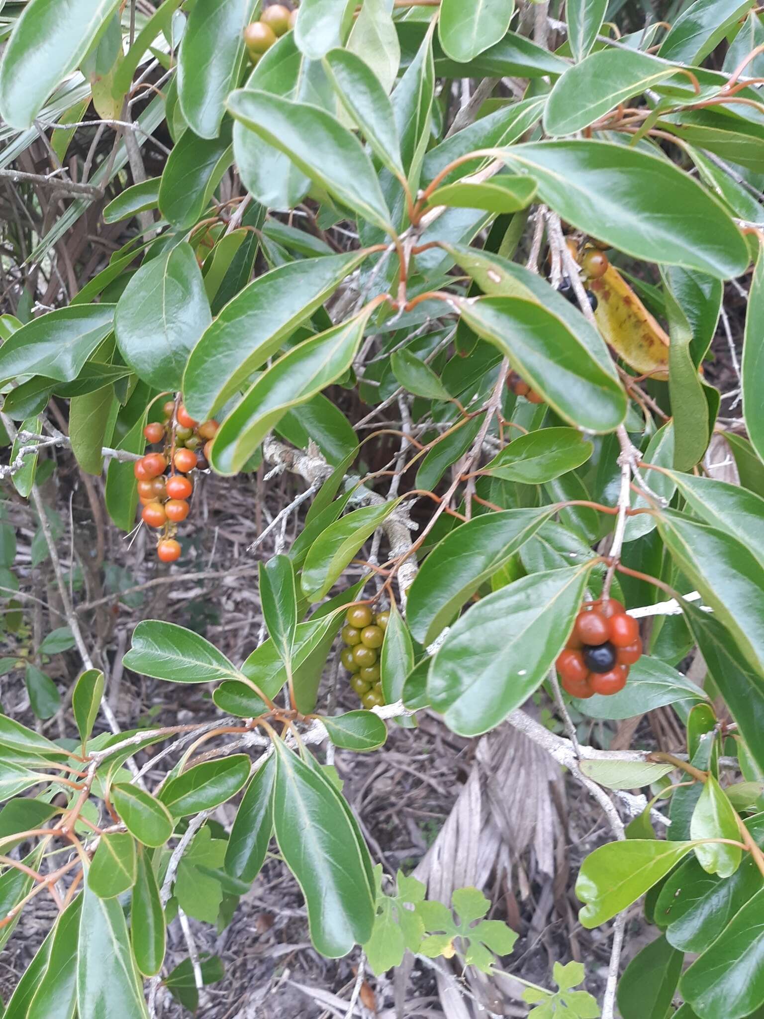 صورة Citharexylum spinosum L.