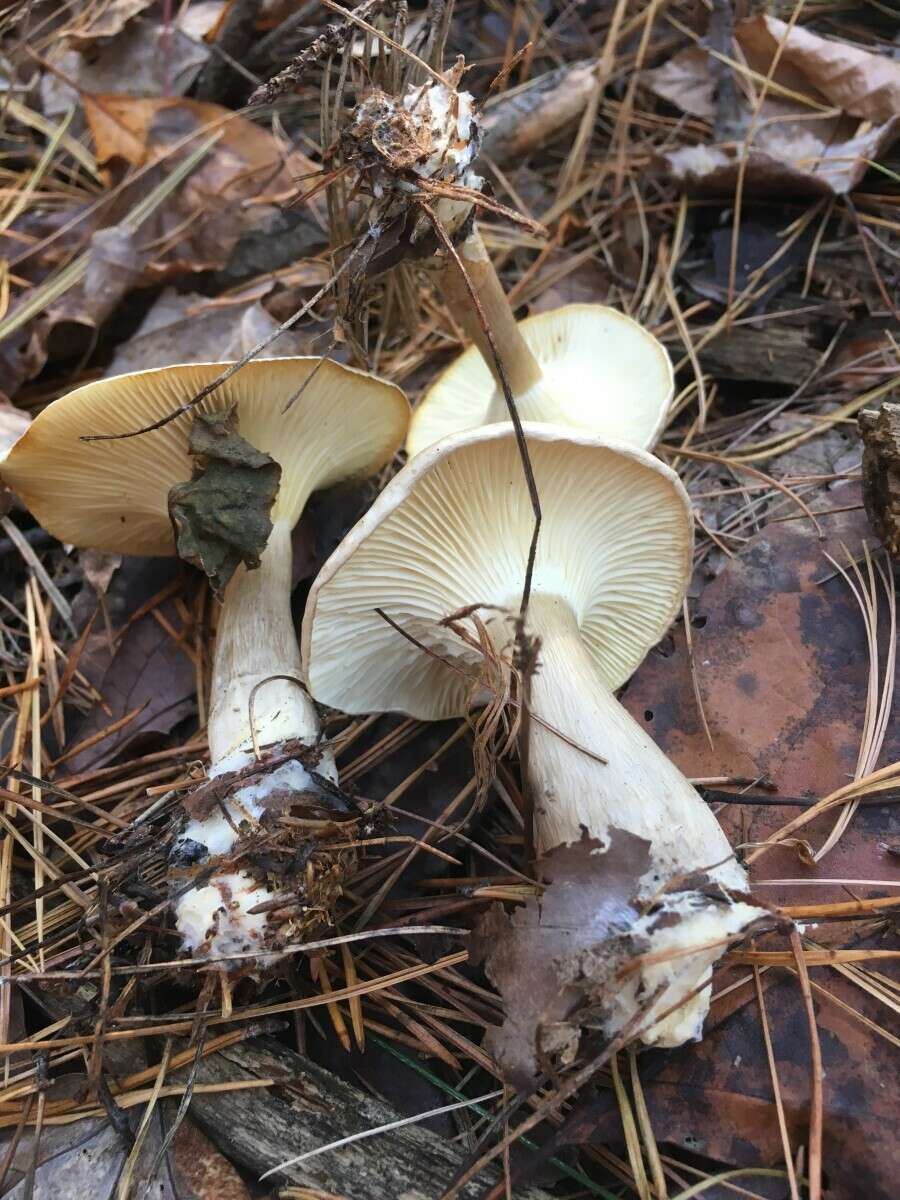 Image of Clitocybe subclavipes Murrill 1916