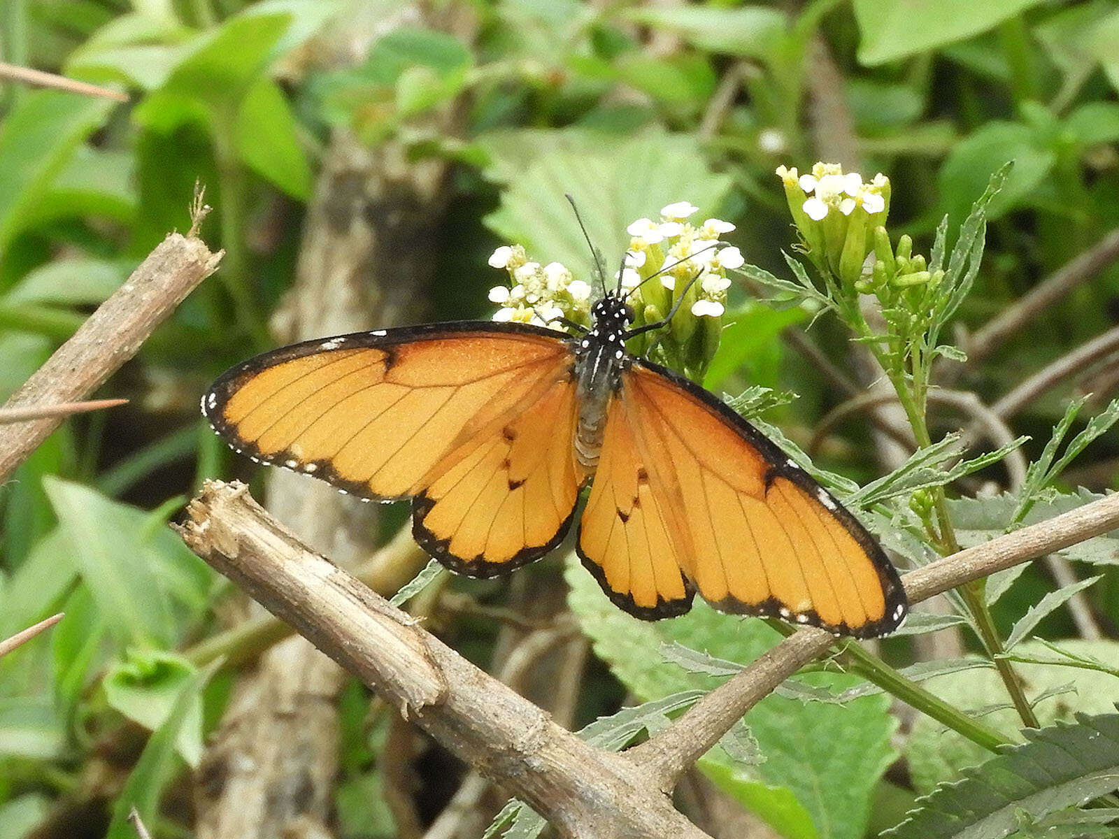 Image of Danaus (Anosia) chrysippus subsp. dorippus Klug 1845