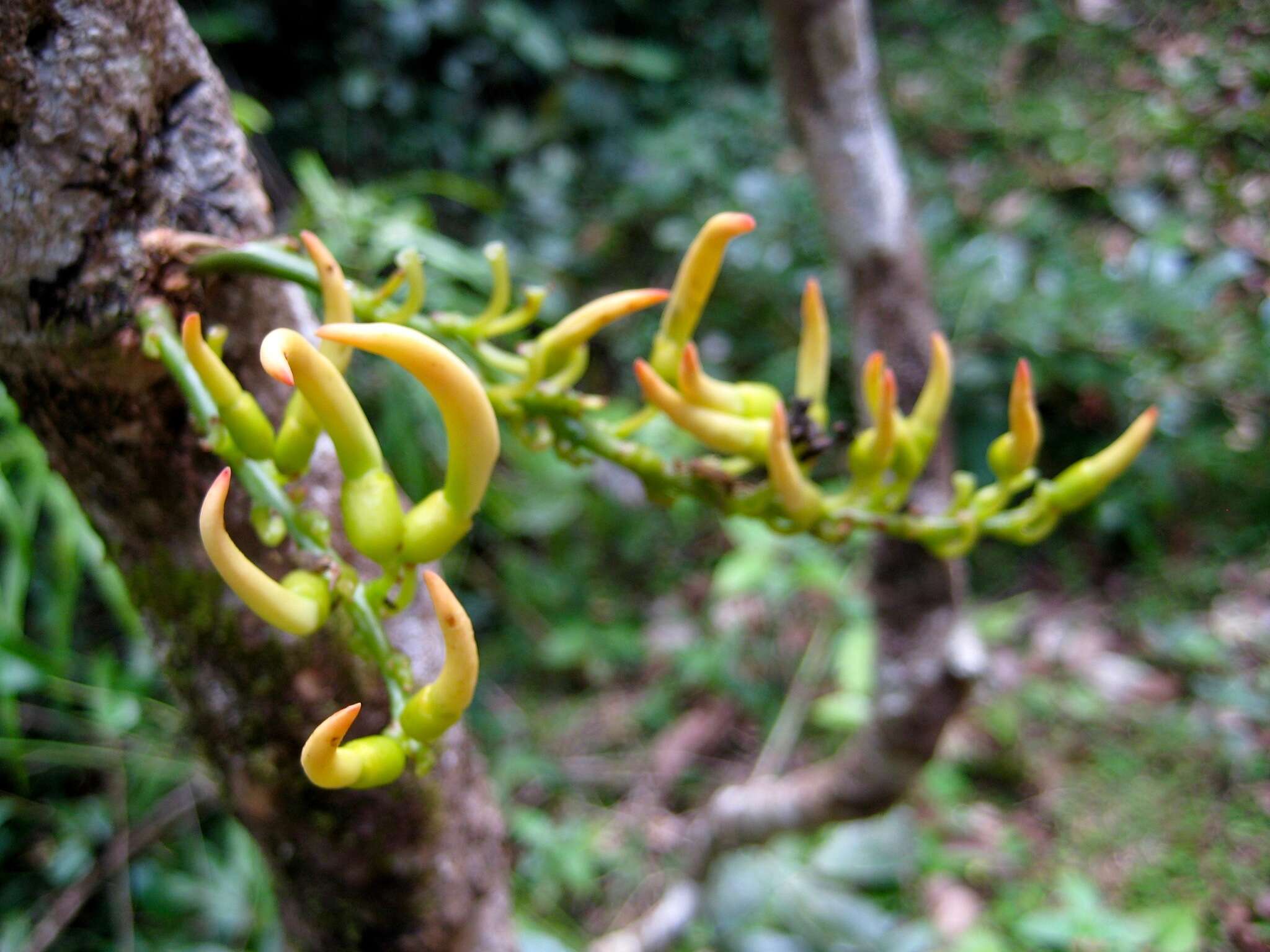 Strongylodon craveniae R. Baron & Baker resmi