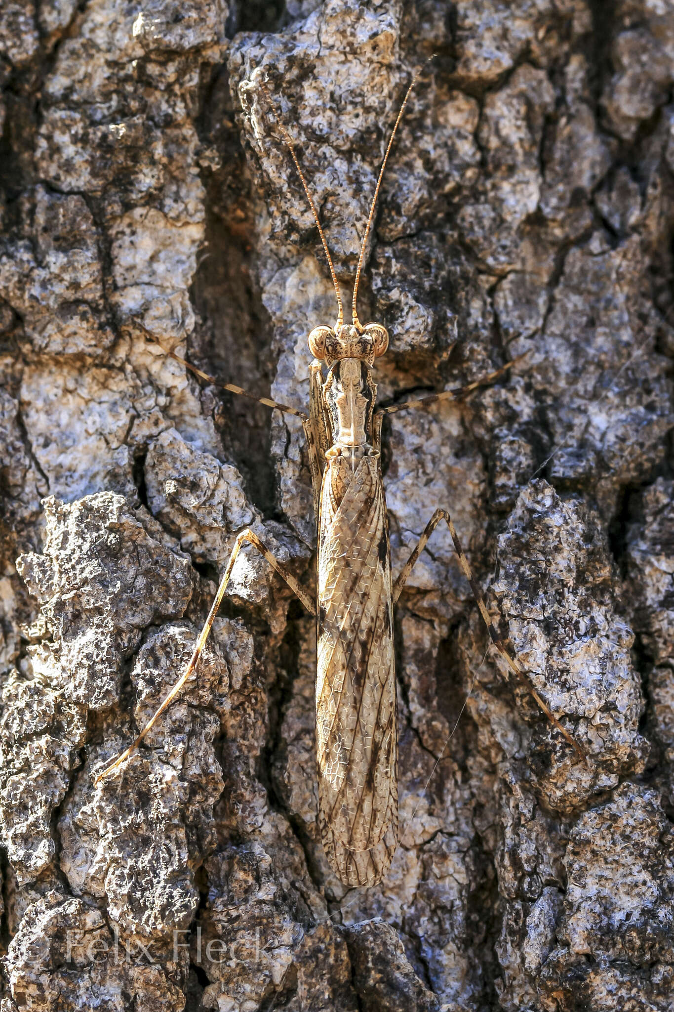 Image of Gyromantis occidentalis Sjostedt 1918