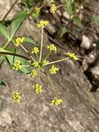 Image of Meadow Alexanders