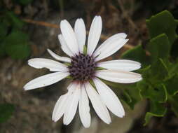 Image of shrubby daisybush