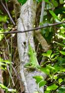 Image of Anolis luteogularis Noble & Hassler 1935