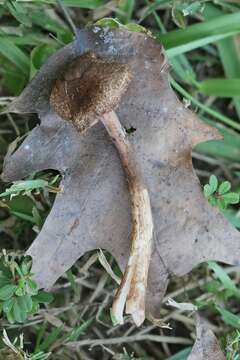 Image of Leucocoprinus brunnescens (Peck) Pegler 1983