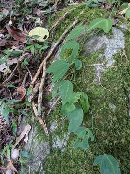 Image of Passiflora apetala Killip