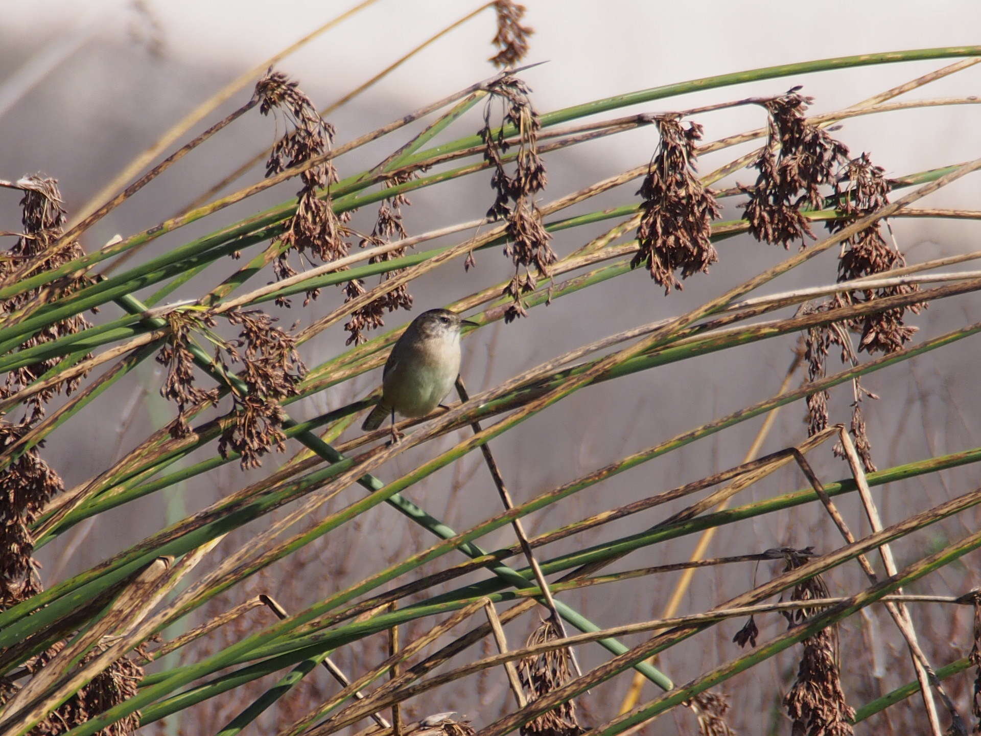 Image of Marsh Wren