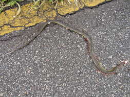 Image of Military ground snake