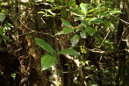 Image of Rhododendron tashiroi Maxim.