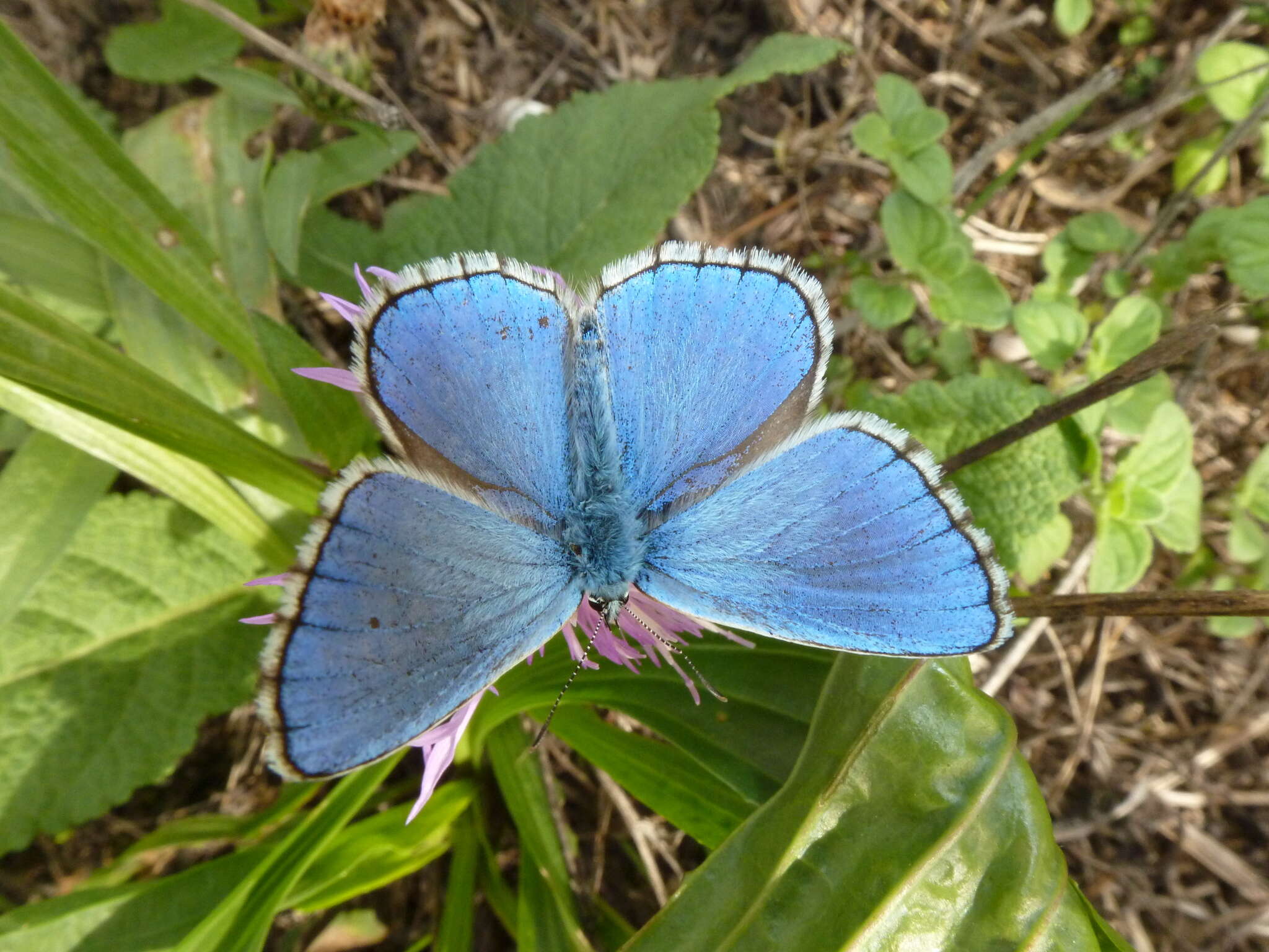 Image of Polyommatus bellargus (Rottemburg 1775)