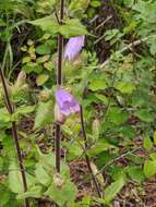 Image of stickystem penstemon